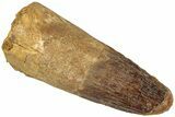 Bargain, Fossil Spinosaurus Tooth - Feeding Worn Tip #311784-1